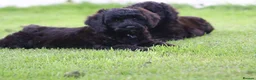 Cavapoo dogs for sale: Beautiful Cavapoo puppies for sale - Advert 36
