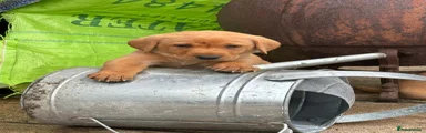 Labrador Retriever Puppy 6 Black 