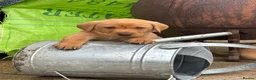 Labrador Retriever dogs for sale: Fox red labrador puppies KC Registered - Advert 2