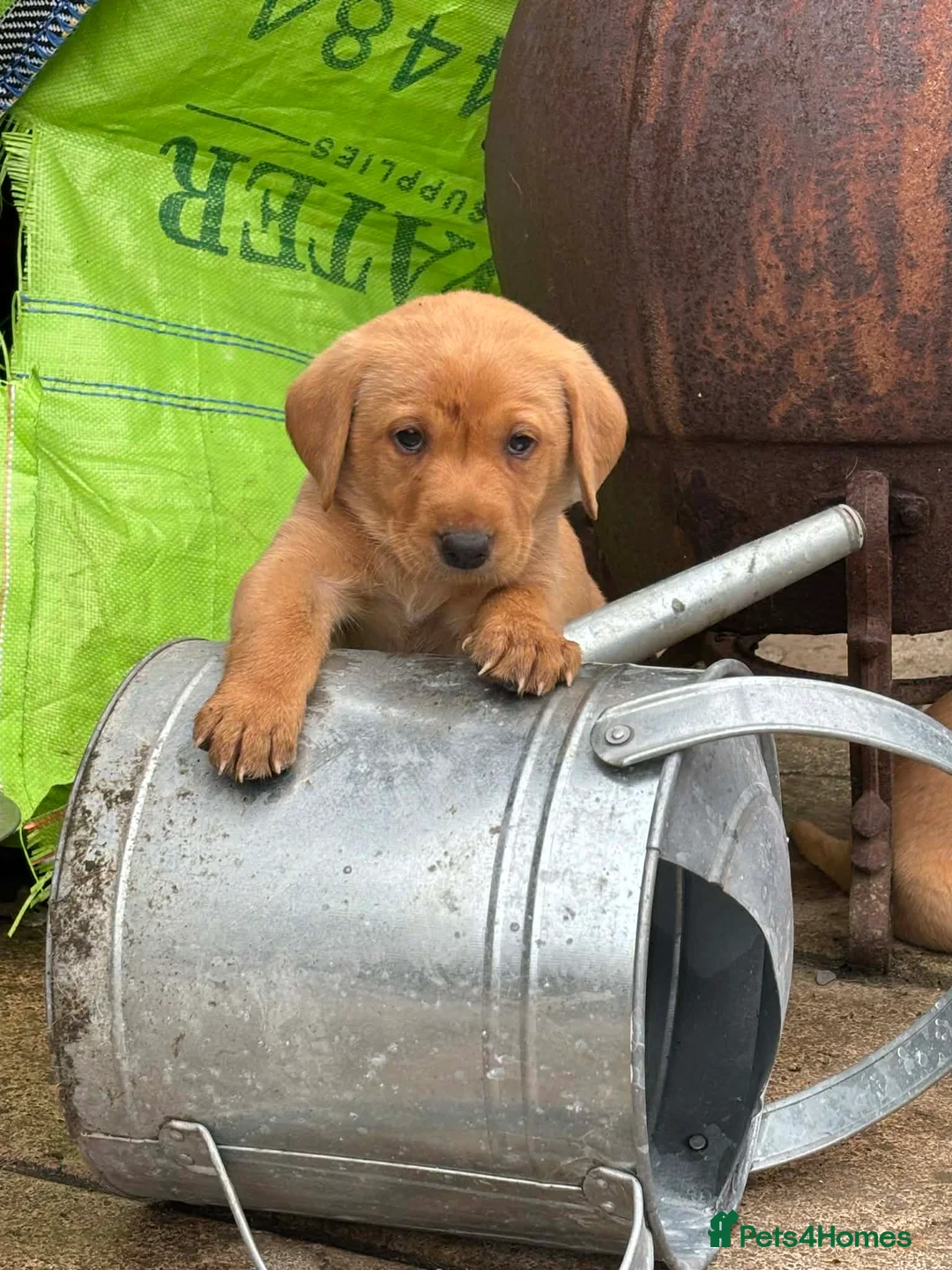 Labrador Retriever dogs for sale: Fox red labrador puppies KC Registered - Advert 2