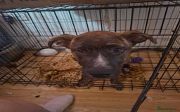 Mixed Breed dogs for sale: Dog de bordeaux female puppy - Image 4