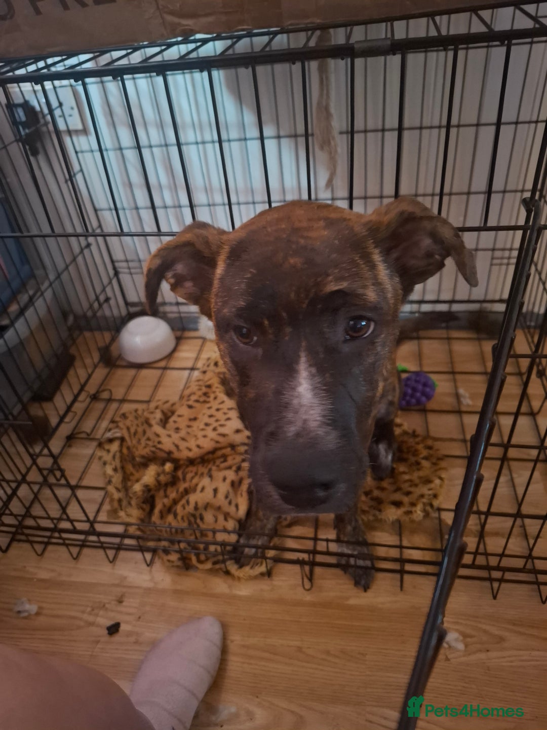 Mixed Breed dogs for sale: Dog de bordeaux female puppy - Image 4