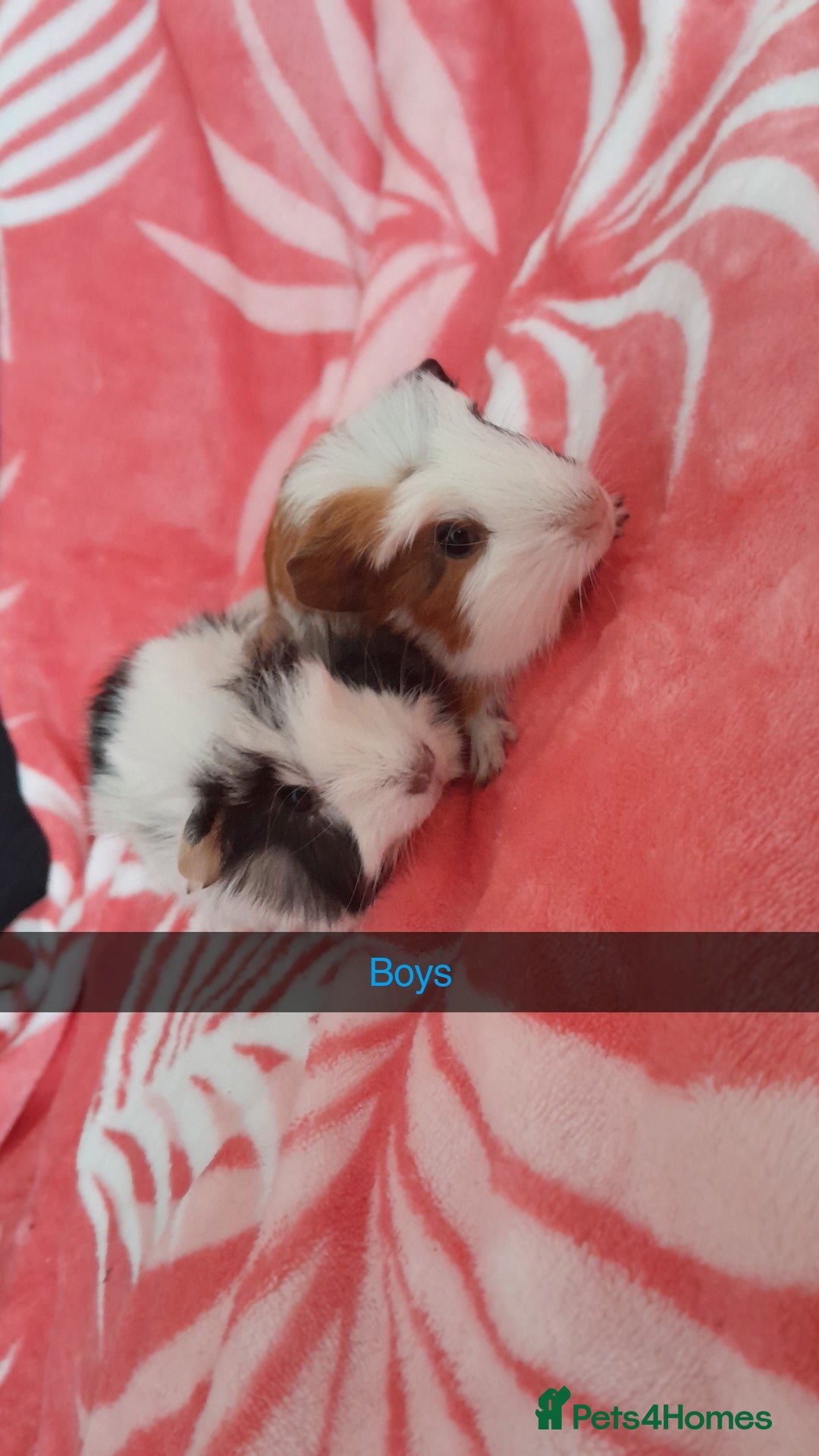 Guinea Pig rodents for sale: Gunipigs babies  - Image 5