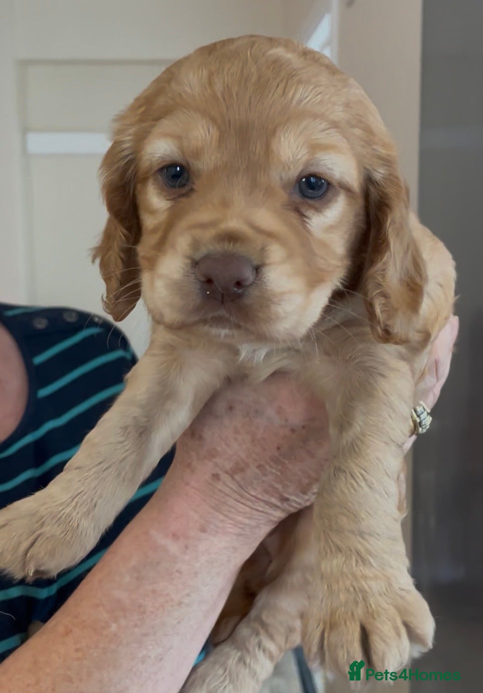 Cocker Spaniel dogs 5⭐️ COCKER SPANIEL PUPPIES KC Reg VET Checked - Advert 1