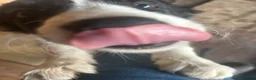 Border Collie dogs for sale: stunning old fashion collie boy - Advert 15