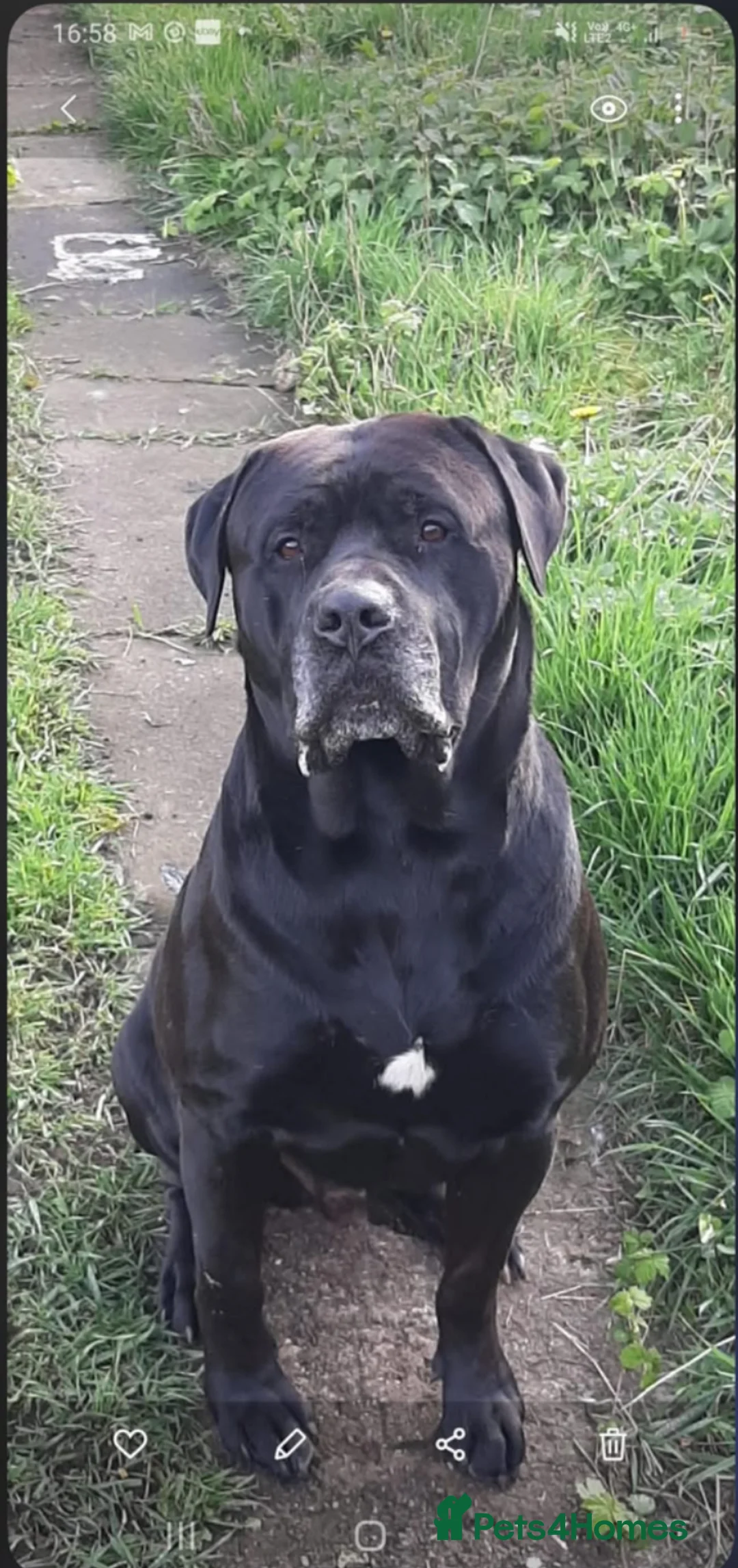 Mixed Breed dogs for sale: Lovely , friendly female dog Narla - Advert 2