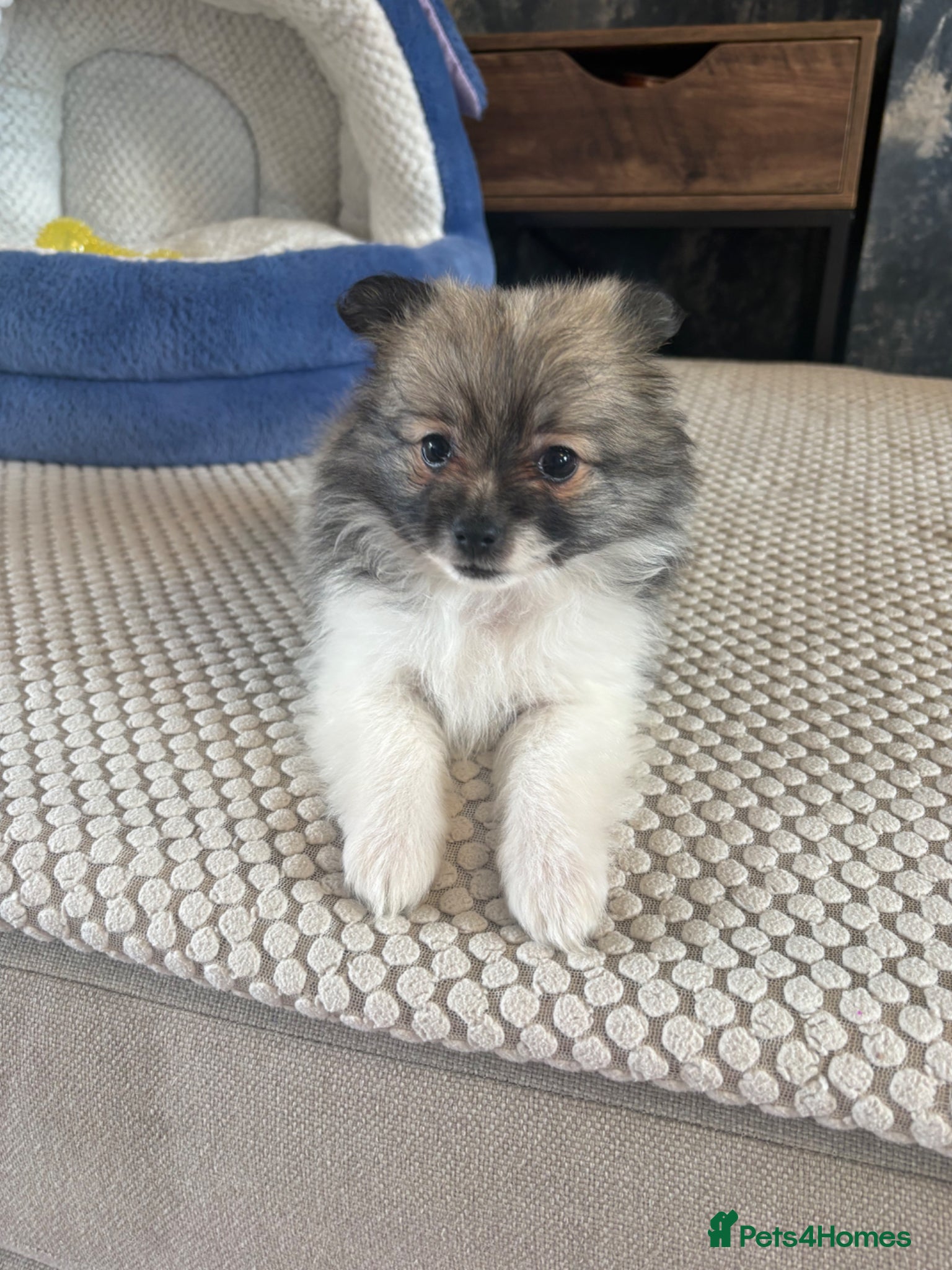 Pomeranian dogs READY NOW! 1 POMERANIAN GIRL AVAILABLE! - Advert 2