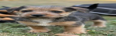 Mixed Breed Puppy 5
