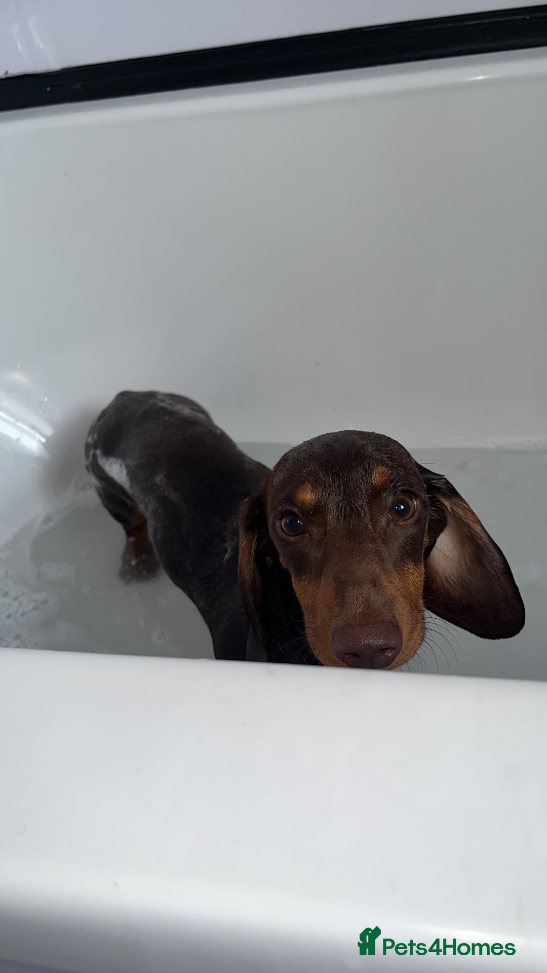 Dachshund dogs for sale: Dollie the Dachshund - Advert 4
