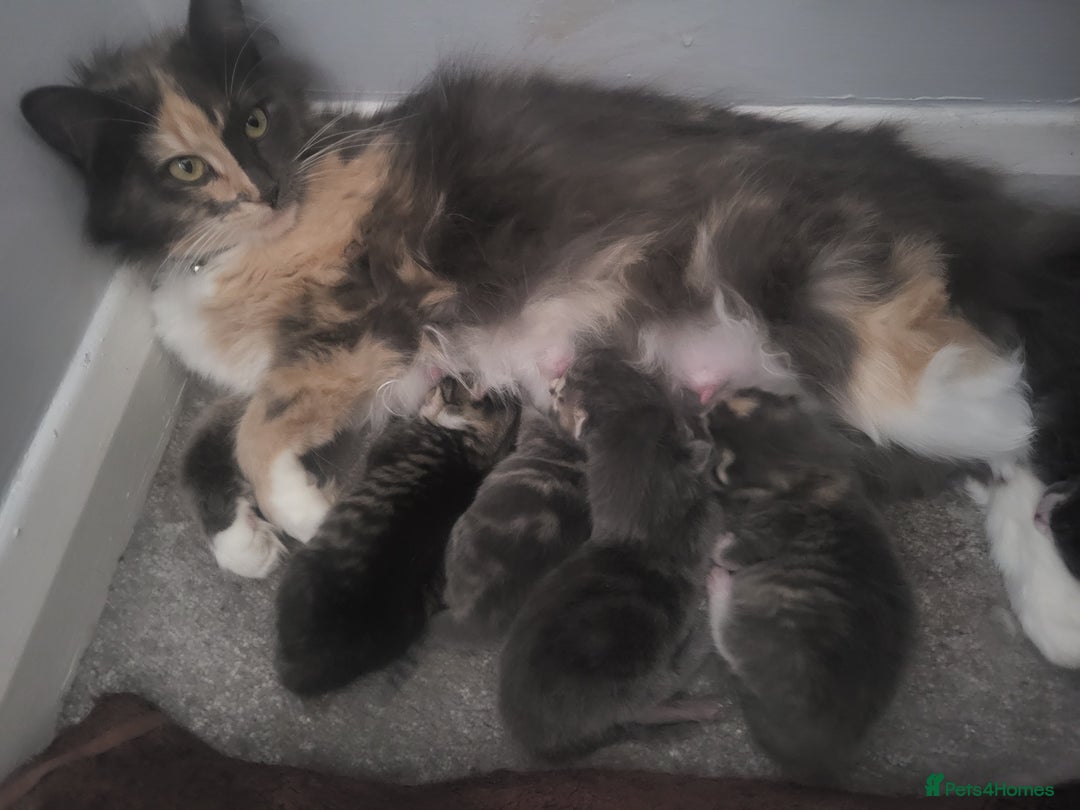 Domestic Shorthair cats for sale: Gorgeous Kittens for sale - Image 10