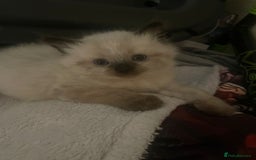 Ragdoll cats for sale: Beautiful Ragdoll kittens  - Image 6