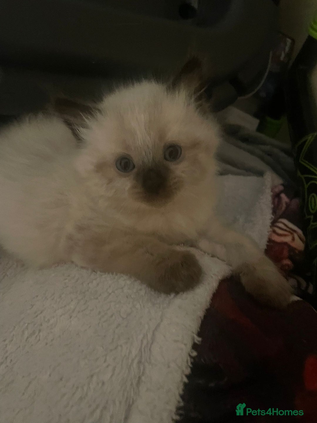 Ragdoll cats for sale: Beautiful Ragdoll kittens  - Image 6