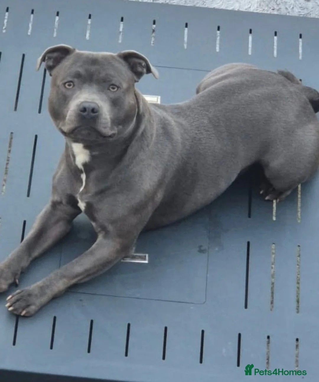 Staffordshire Bull Terrier dogs for stud: Blue staffy stud 3 year old - Advert 2
