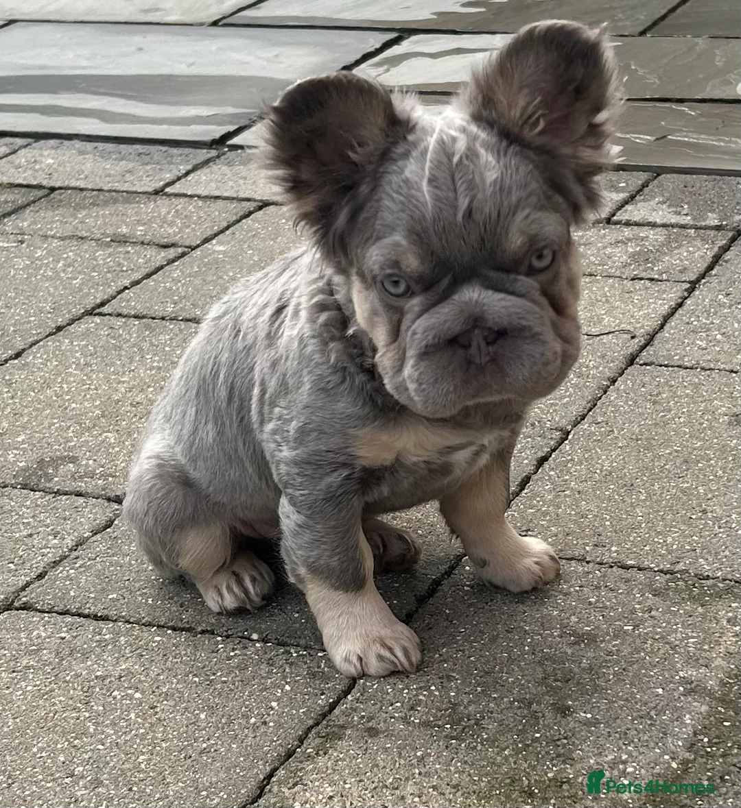 French Bulldog dogs for sale: Fluffy French bulldogs carrying pink and testable  - Advert 1