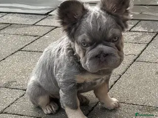 French Bulldog dogs Fluffy French bulldogs carrying pink and testable - Advert 12