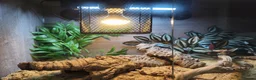 Leopard Gecko reptiles for sale: Healthy yellow leopard gecko with vivarium in Ripley - Advert 4