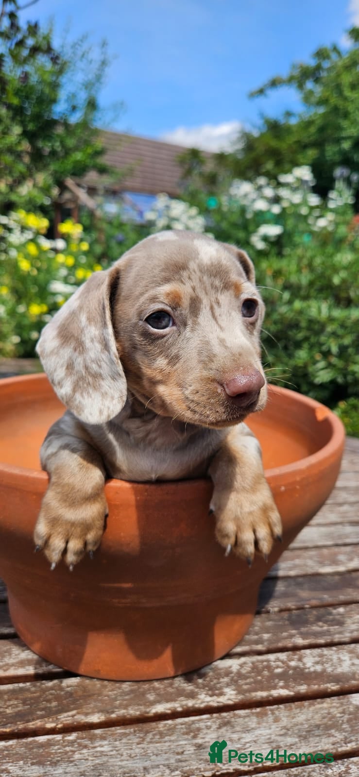 Miniature Dachshund dogs Reduced mini dachshund  - Advert 1