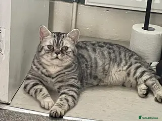 British Shorthair cats GCCF/TICA Silver spotted Male - Advert 3