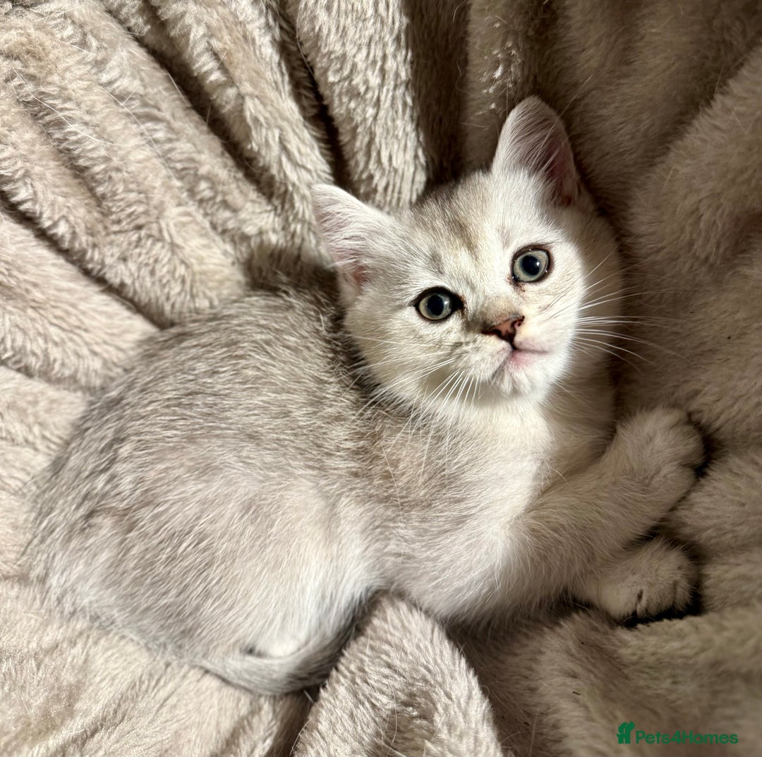 British Shorthair cats for sale: 🐾 British Shorthair Kittens — TICA Registered 🐾 - Advert 10