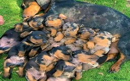 Miniature Dachshund dogs for sale: Beautiful daschund puppies for sale  - Image 10