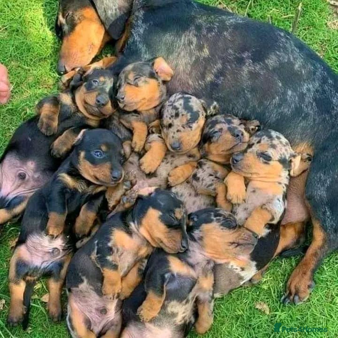 Miniature Dachshund dogs for sale: Beautiful daschund puppies for sale  - Image 10