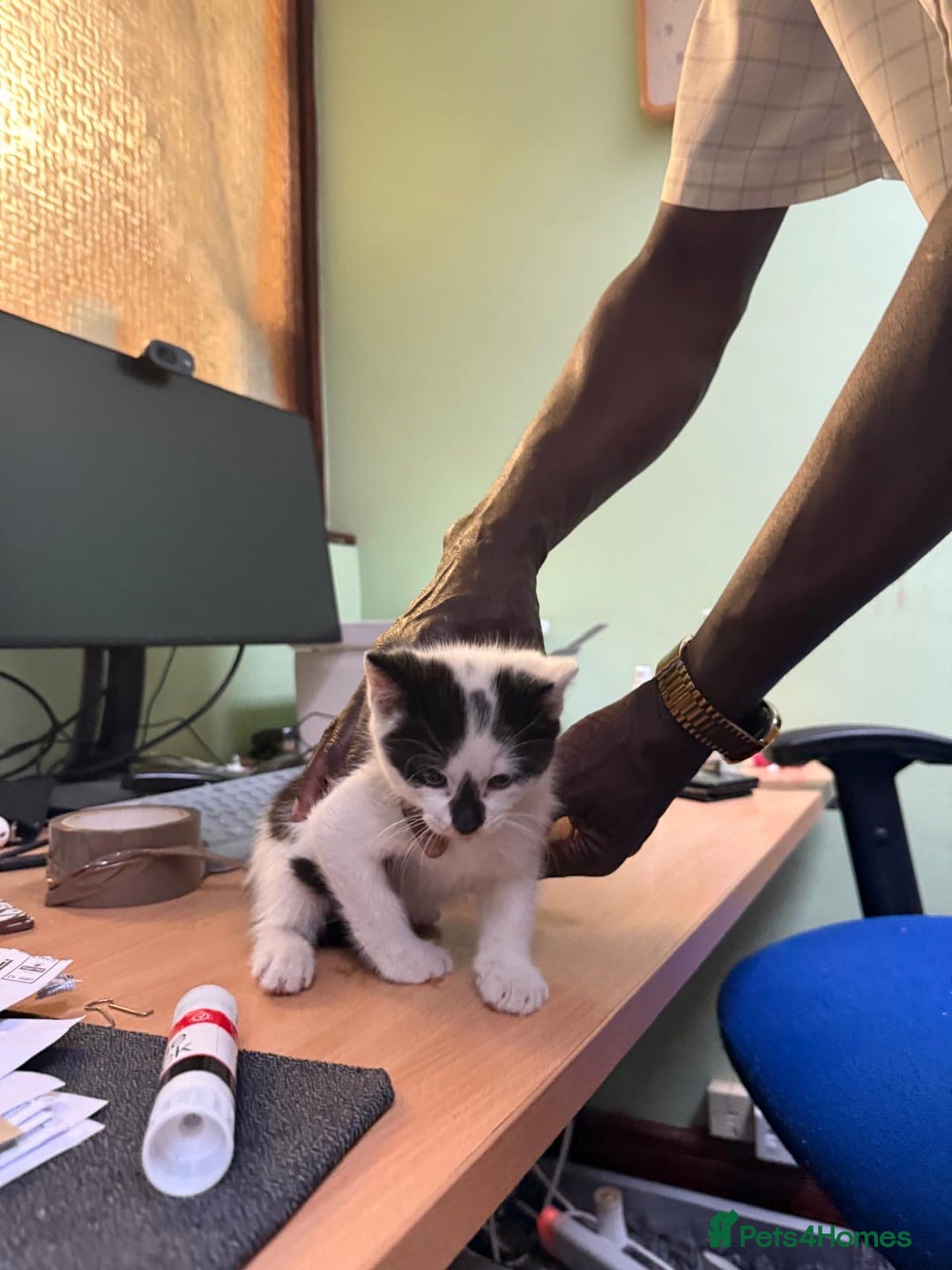 Domestic Shorthair cats for sale: 2 kittens for sale ! - Image 3