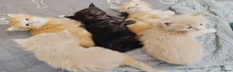 Maine Coon cats for sale: Dna health tested XXL Maine coon kittens  - Advert 14