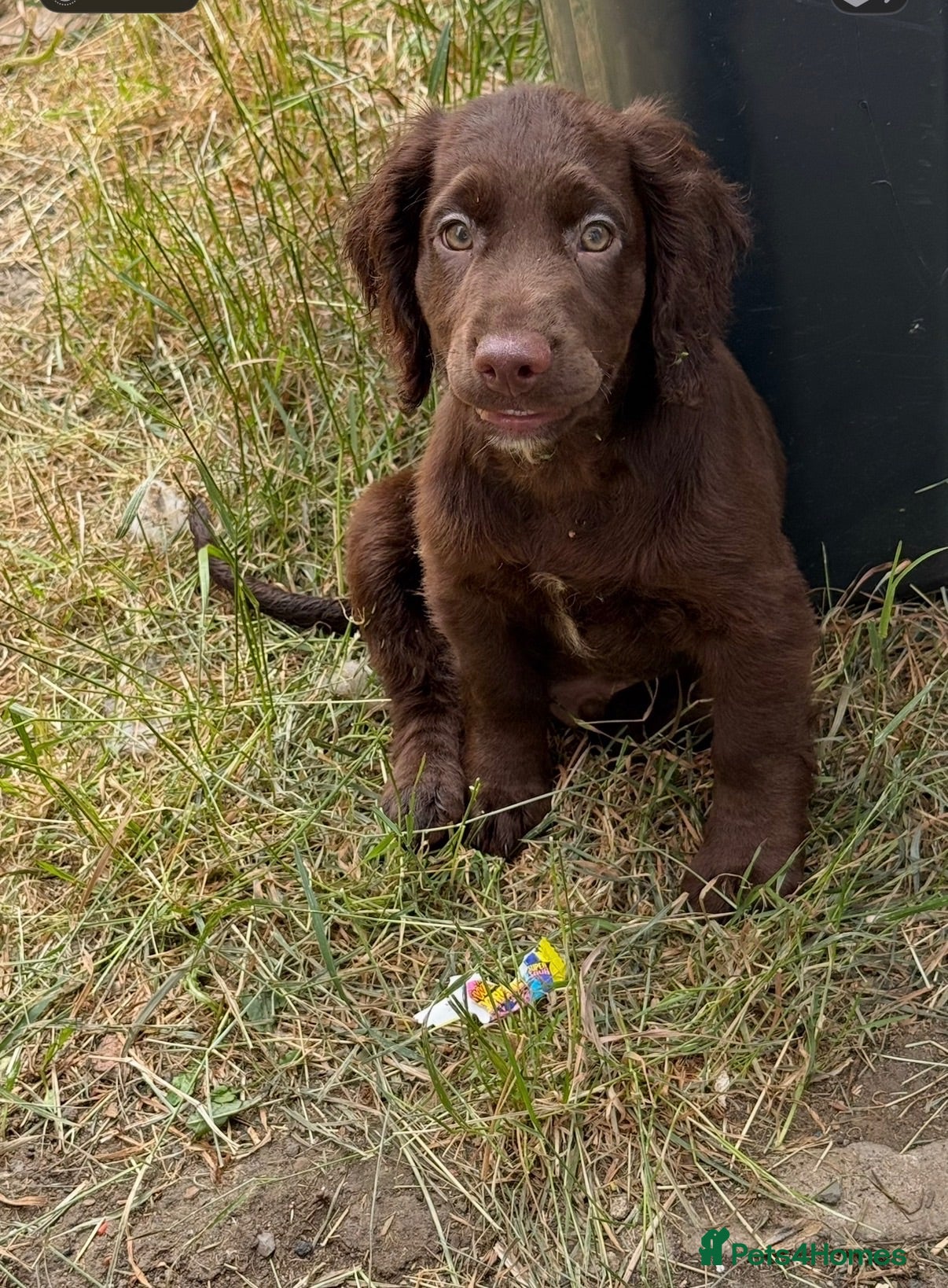 Cocker Spaniel dogs £900 my nickname is big tubs i love cu - Advert 1