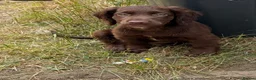 Cocker Spaniel dogs for sale: This weekend only all pups £600 each - Advert 2