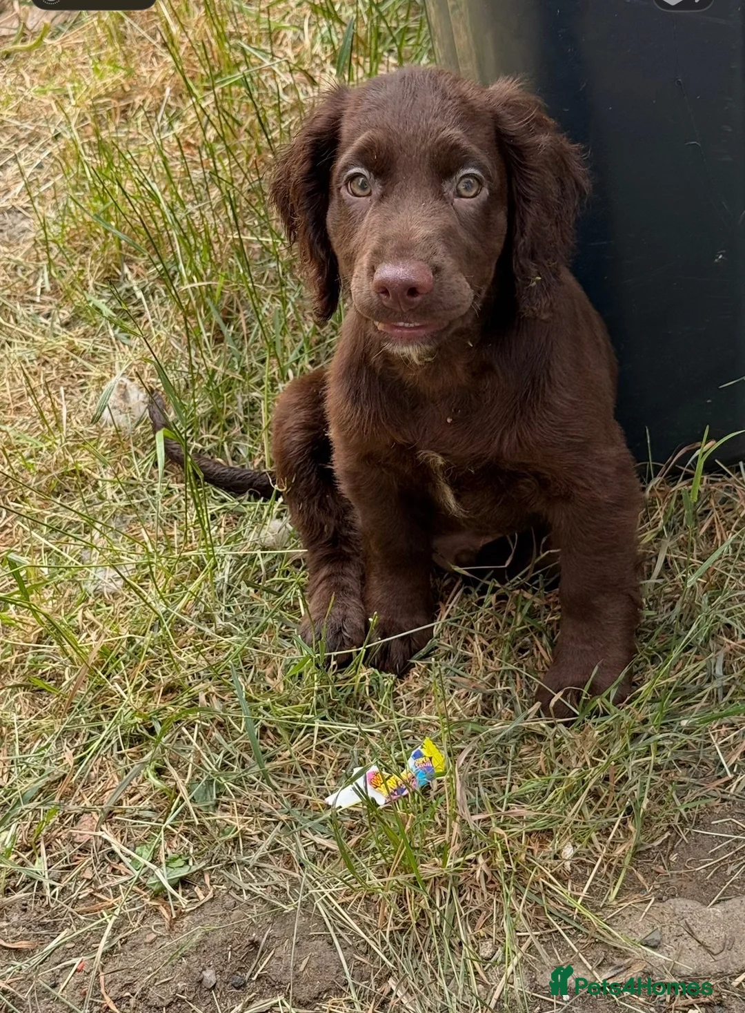 Cocker Spaniel dogs for sale: This weekend only all pups £600 each - Advert 2