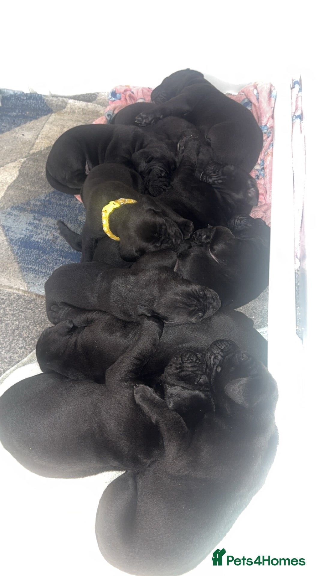 Mixed Breed dogs for sale: Gorgeous hardy pups - Advert 9