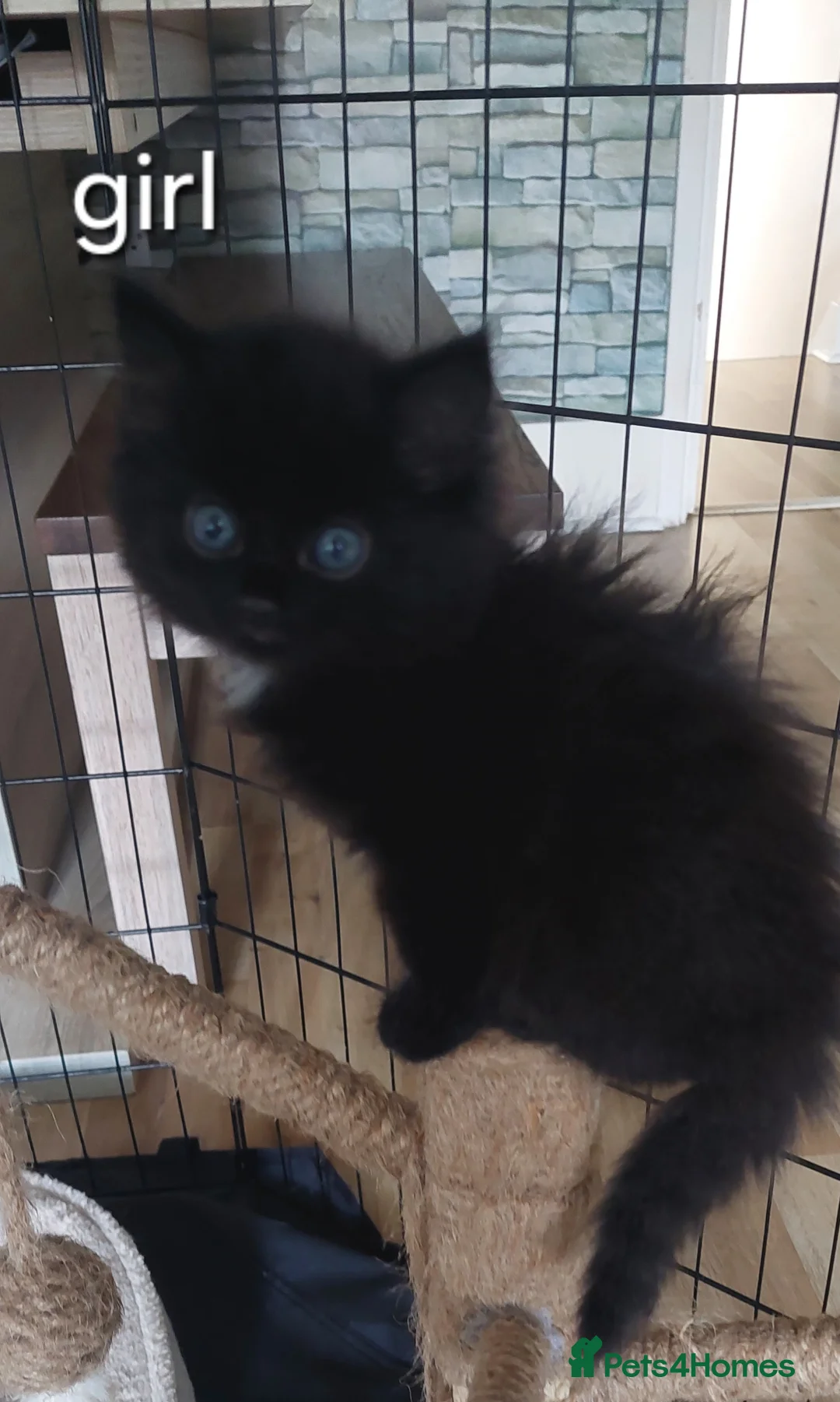 Mixed Breed cats for sale: Last fluffy girl left - Advert 4