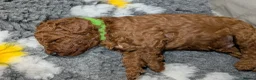 Cavapoo dogs for sale: Cavapoo Beauties Born to Steal Hearts - Advert 4