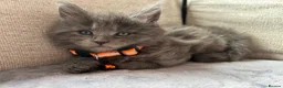 Maine Coon cats for sale: Maine Coon Kittens 1 Male 2 Females  - Advert 7