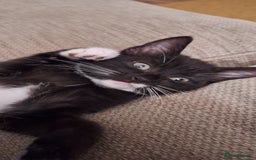 British Shorthair cats for sale: Two male kittens for sale  - Image 2