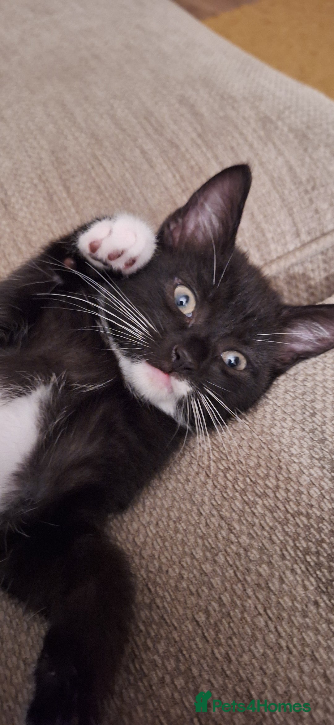 British Shorthair cats for sale: Two male kittens for sale  - Image 2