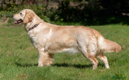 Golden Retriever dogs for sale: KC Golden Retriever Male. 🧬Health Tested Parents - Image 24