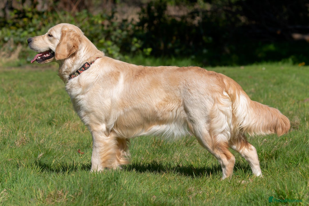 Golden Retriever dogs for sale: KC Golden Retriever Male. 🧬Health Tested Parents - Image 24