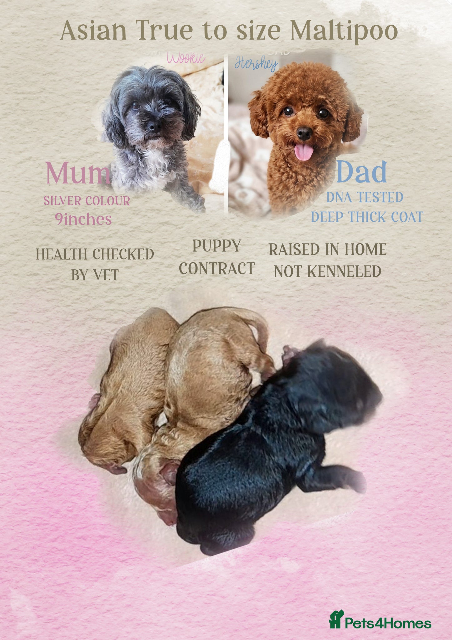 Maltipoo dogs Quality Asian brown tanned Toy Maltipoo Puppies❤️ - Advert 1
