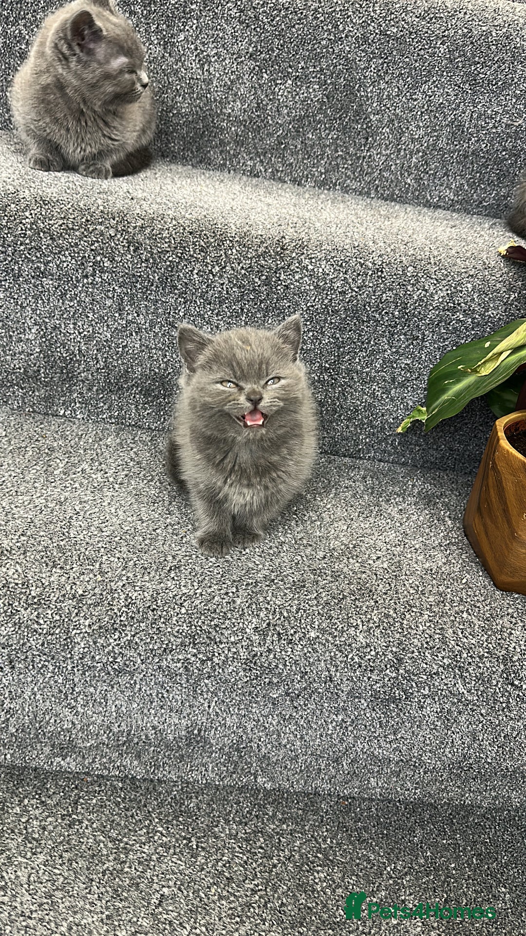 British Shorthair cats for sale: British Shorhair kittens!!! - Advert 2