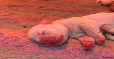 Olde English Bulldogge dogs - Advert 2