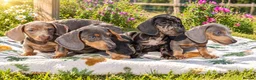 Miniature Dachshund dogs for sale: 🌈 BEAUTIFUL “RAINBOW” DACHSHUND LITTER 🌈 - Advert 12