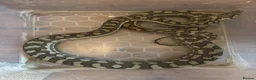 Python Snake reptiles for sale: Coastal Carpet Python CB2020 5-6ft - Advert 5