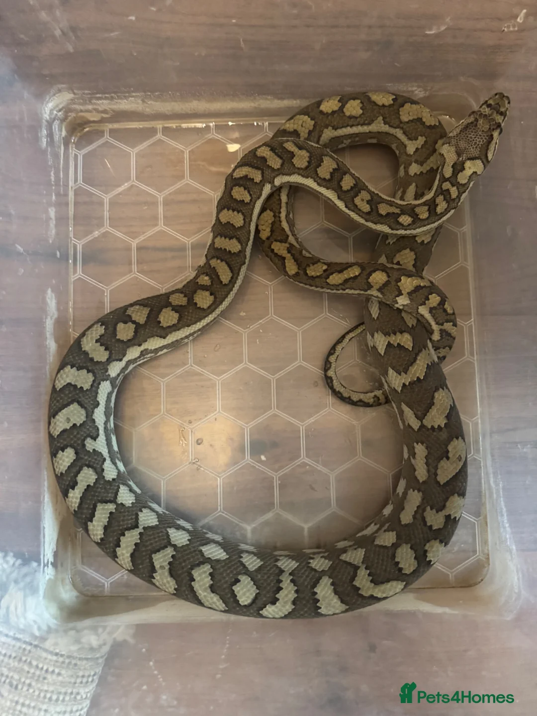 Python Snake reptiles for sale: Coastal Carpet Python CB2020 5-6ft - Advert 5