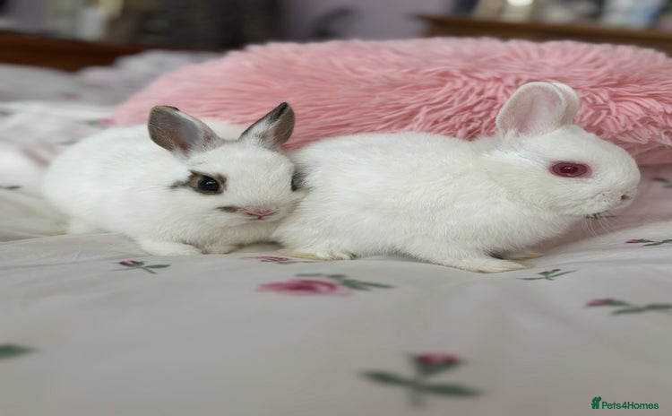 Netherland Dwarf rabbits - Advert 1