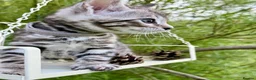 Bengal cats for sale: Beautiful Bengal kittens  - Advert 11