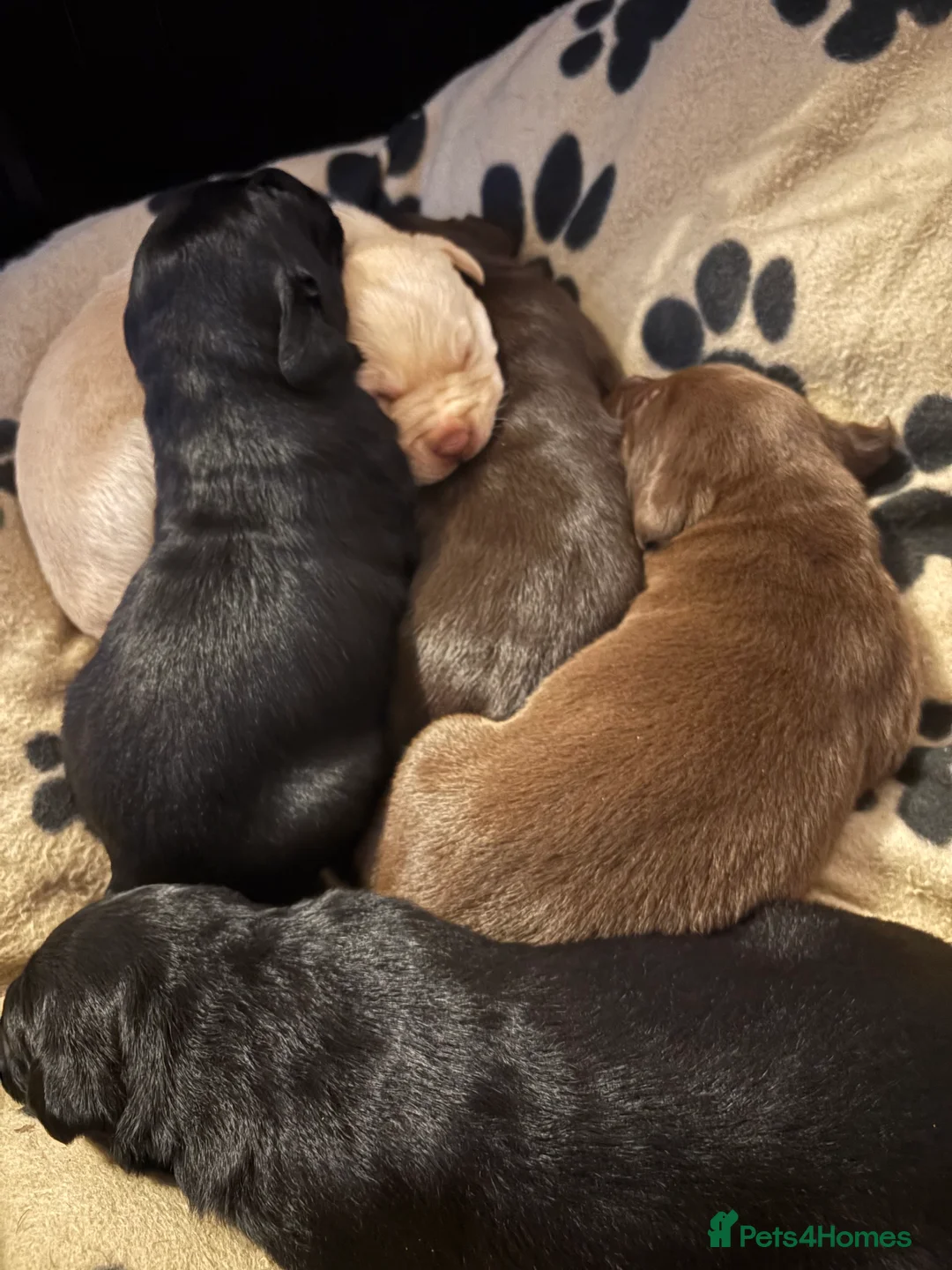 Labrador Retriever dogs for sale: 5 Labrador puppies for sale kent - Advert 2