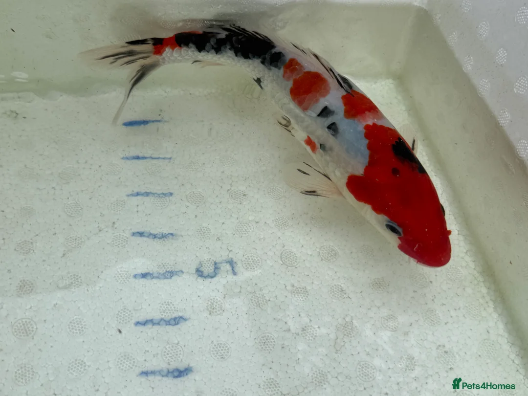 Koi Carp fish for sale: Japanese koi plus more - Advert 15