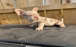 French Bulldog dogs for sale: READY !!🤩DWKC FRENCHIE-Newshade Isabella&Isabella in Driffield - Image 6