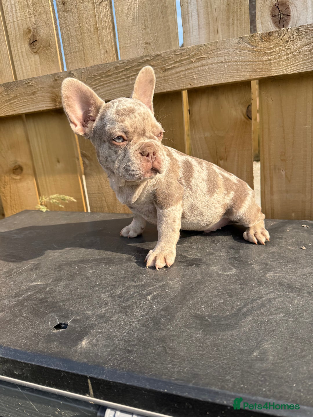 French Bulldog dogs for sale: READY !!🤩DWKC FRENCHIE-Newshade Isabella&Isabella in Driffield - Image 6